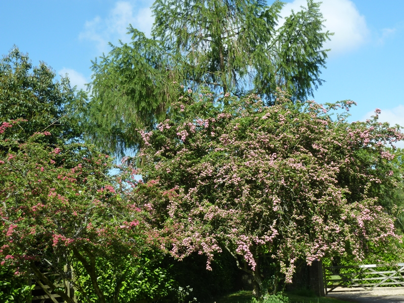 Le printemps de "l'aubépine" ...