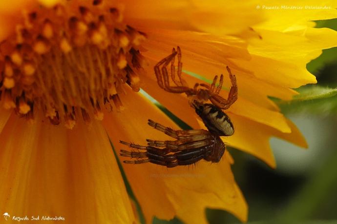 Synema globosum