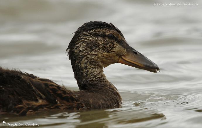 Madame Colvert et sa progéniture