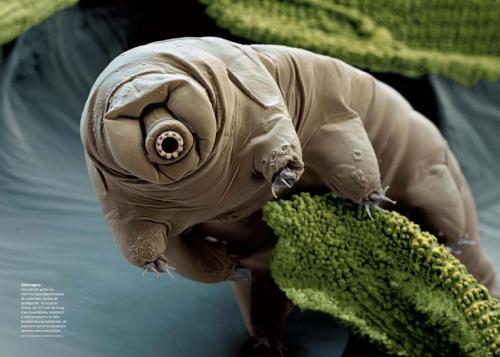 Organismes extrêmophiles