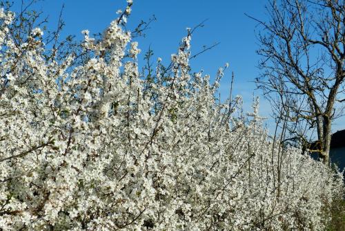 Floraison en fête :