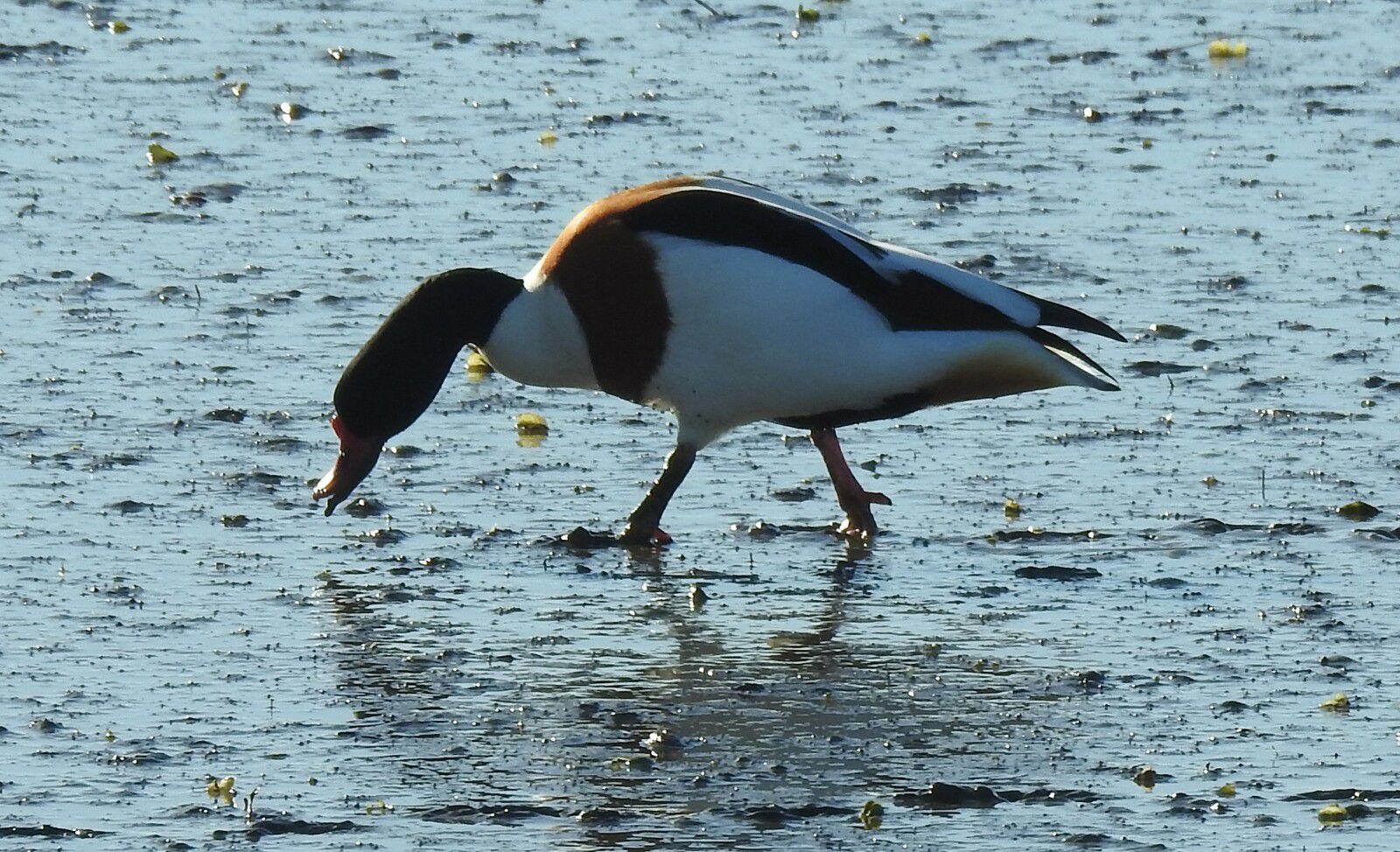 Tadornes de belon - décembre 2023...