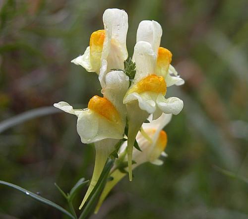 Fleurs cultivées : Linaires