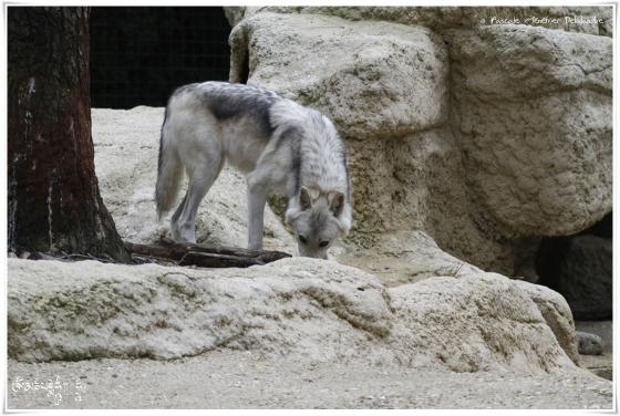 Loup de Mackenzie (Canis lupus mackenzii)