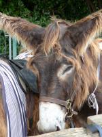 Ma semaine de vacances en Charente-Maritime 