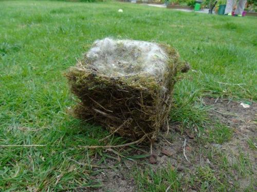 Au jardin de Thérèse