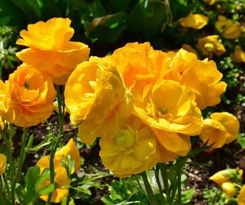 Fleurs cultivées : Renoncule