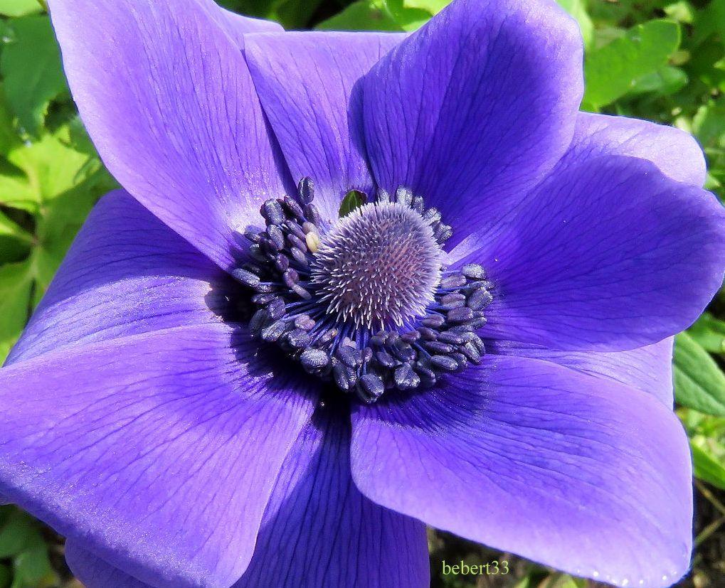 fleurs de mon jardin 