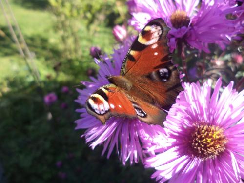Asters et papillons