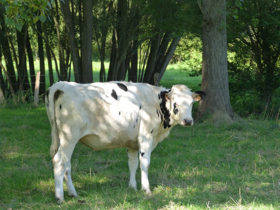 Hier les canards, aujourd'hui ...