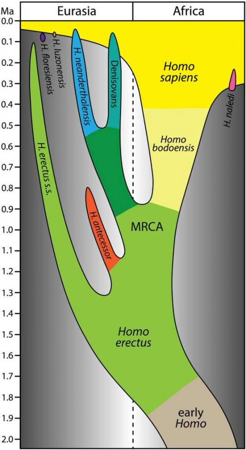 Lignée humaine Homo bodoensis Roksandic-al-2021.jpg