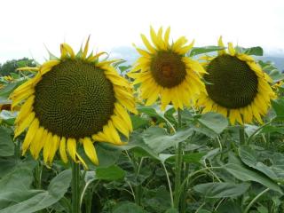Tournesol la fleur d'été par excellence 