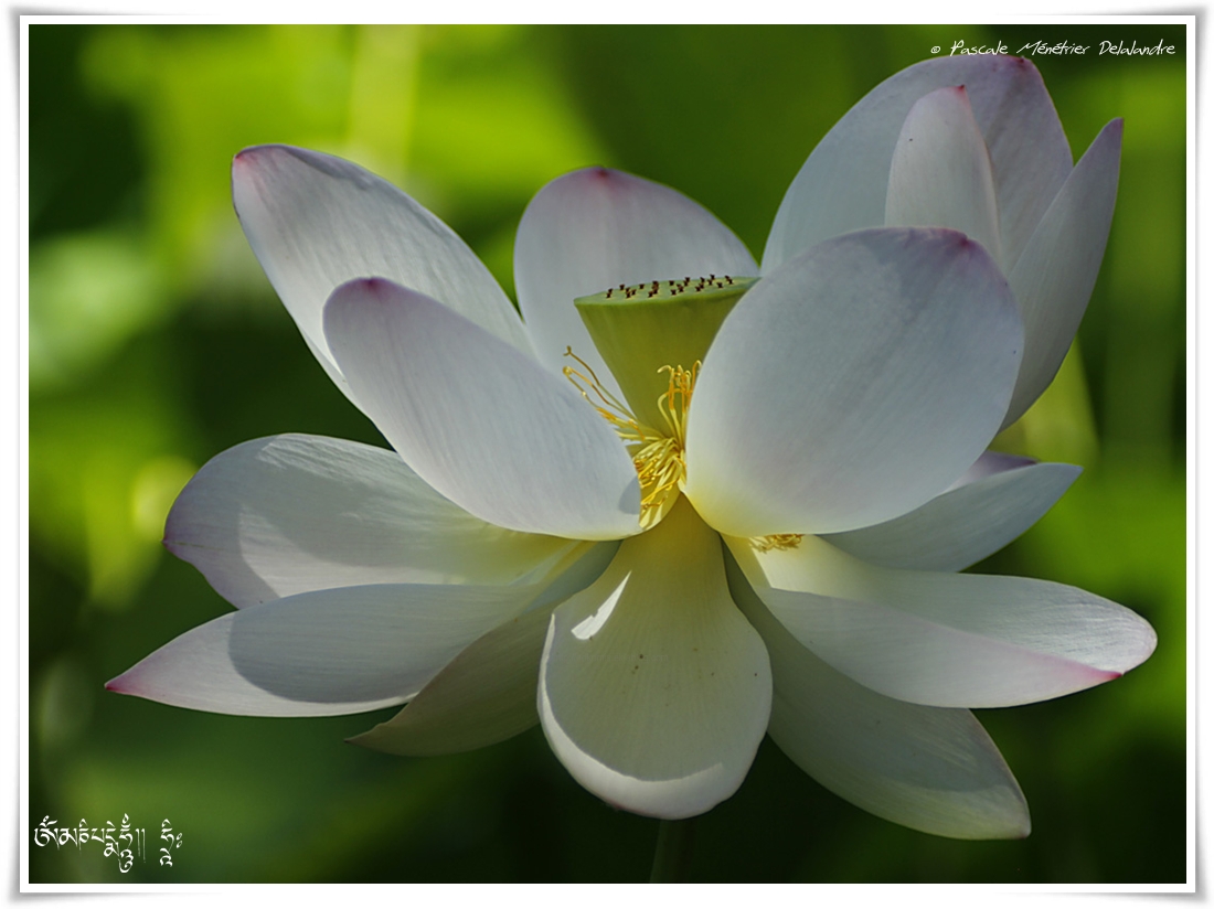Lotus sacré