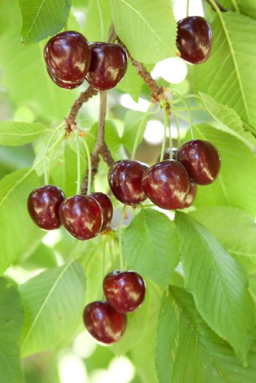 Arbre fruitier : Cerisier