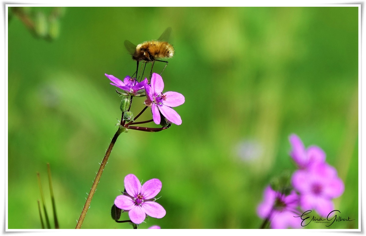 Les petites choses du jardin....