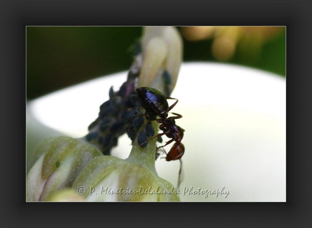 Fourmis et pucerons...