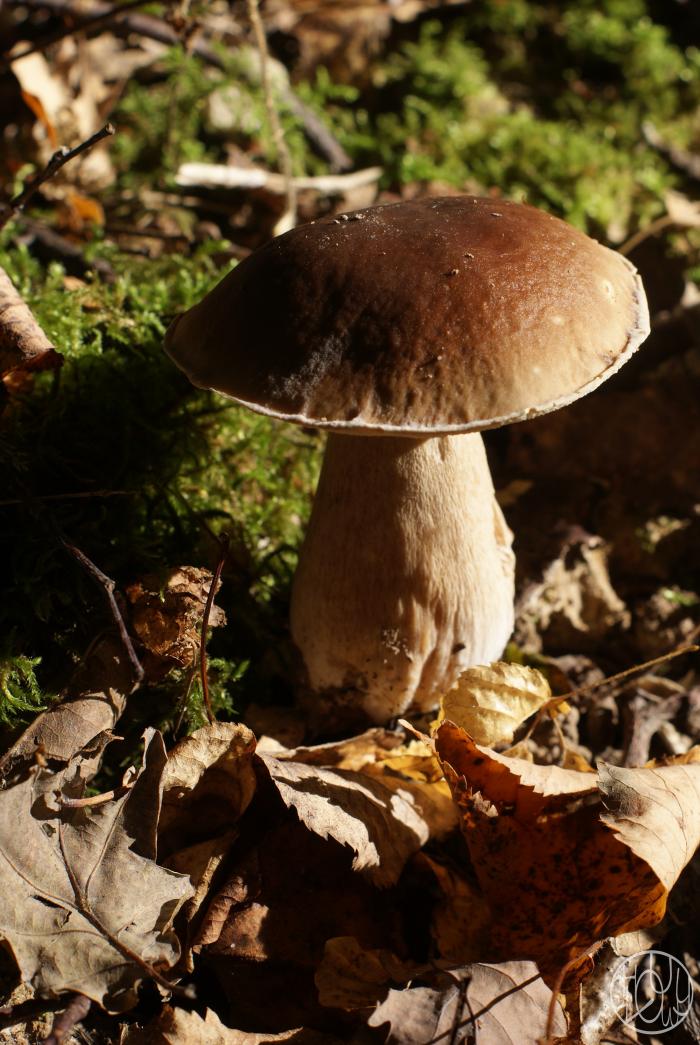 Cueillette de champignons...