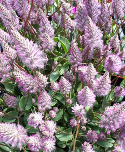 Fleurs cultivées : Ptilotus