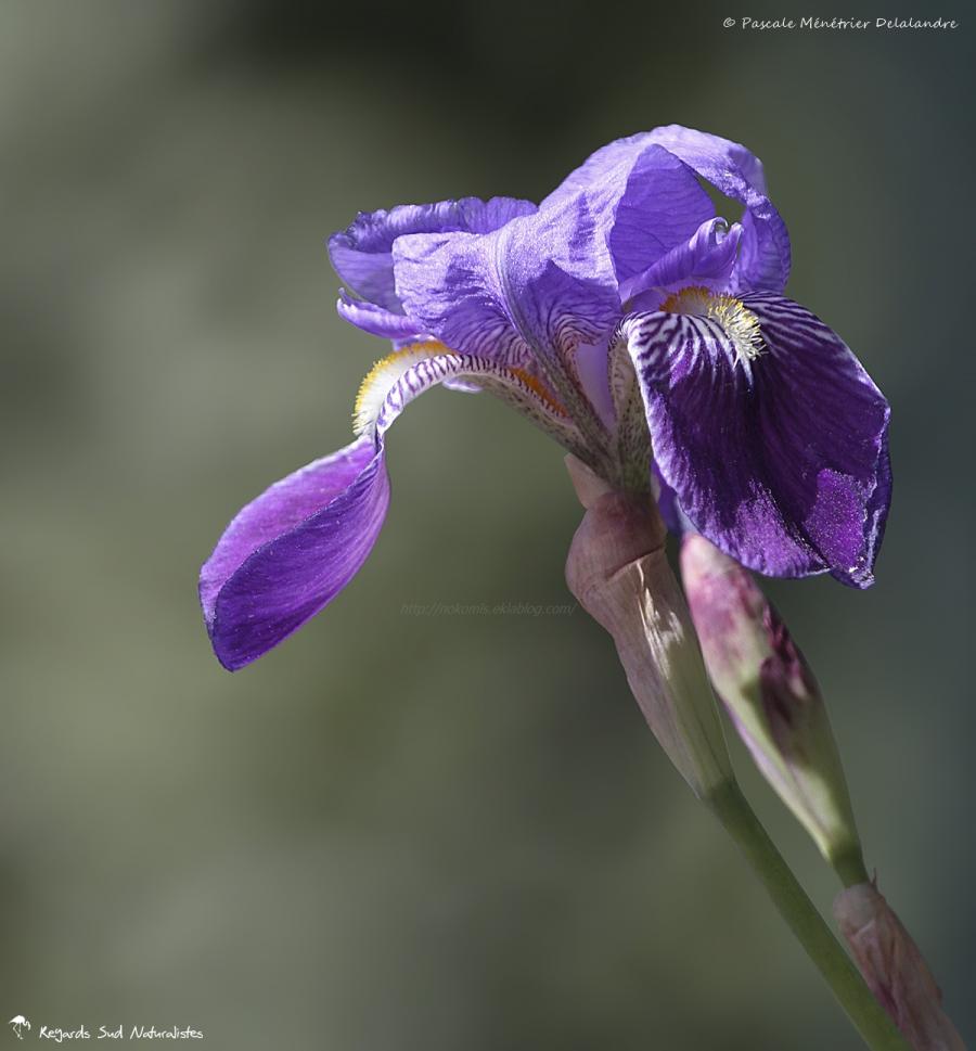 Iris