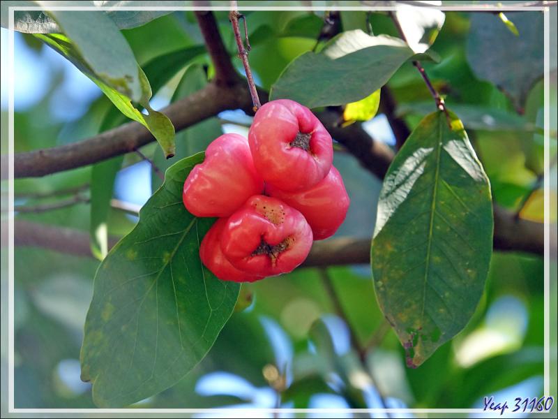 14/12/2021(suite) : seconde journée à Silhouette Island passée entre promenade dans le village et les jardins du grand complexe hôtelier voisin et baignades - Seychelles
