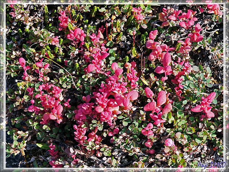 Myrtillier arctique en tenue d'automne - Fjord Bowdoin - Région de Qaanaaq - Groenland