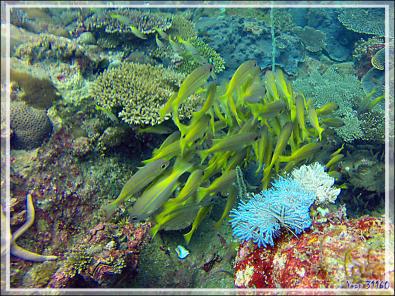 Encore des beautés sous-marines présentées en vrac - Nosy Tsarabanjina - Archipel des Mitsio - Madagascar