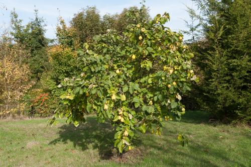 Arbre fruitier : Cognassier