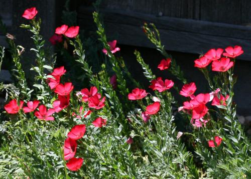 Fleurs cultivées : Lin