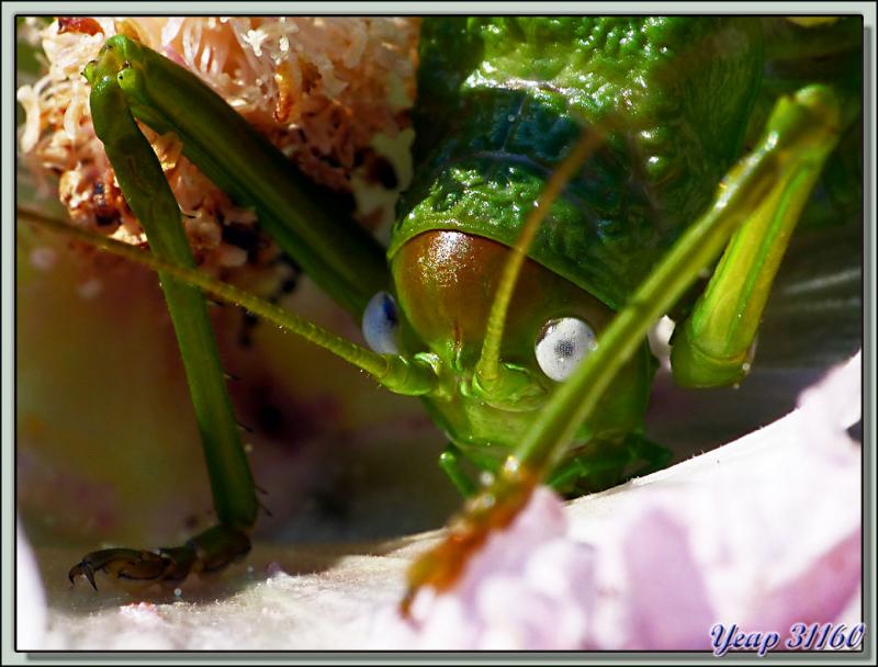 Sauterelle Ephippigère carénée femelle (Uromenus rugosicollis) - Lartigau - Milhas - 31