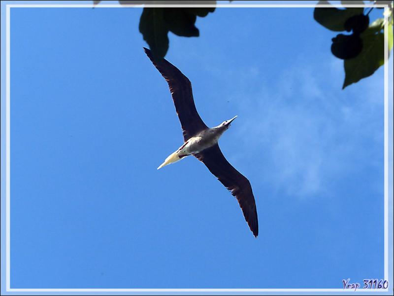 Fou à pieds rouges, Red-footed Booby (Sula sula) - Ile aux oiseaux - Vers la passe sud Tumakohua (Tetamanu) - Atoll de Fakarava - Tuamotu - Polynésie française