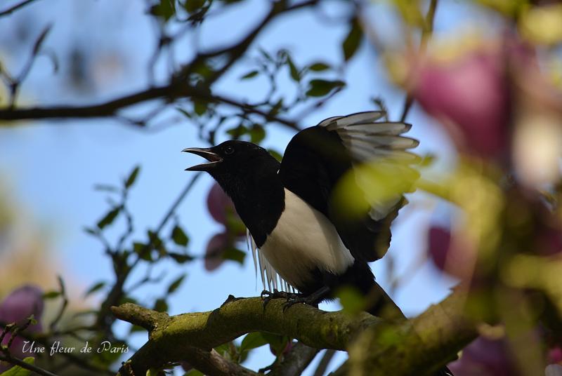 Parc Floral de Paris : La Pie bavarde