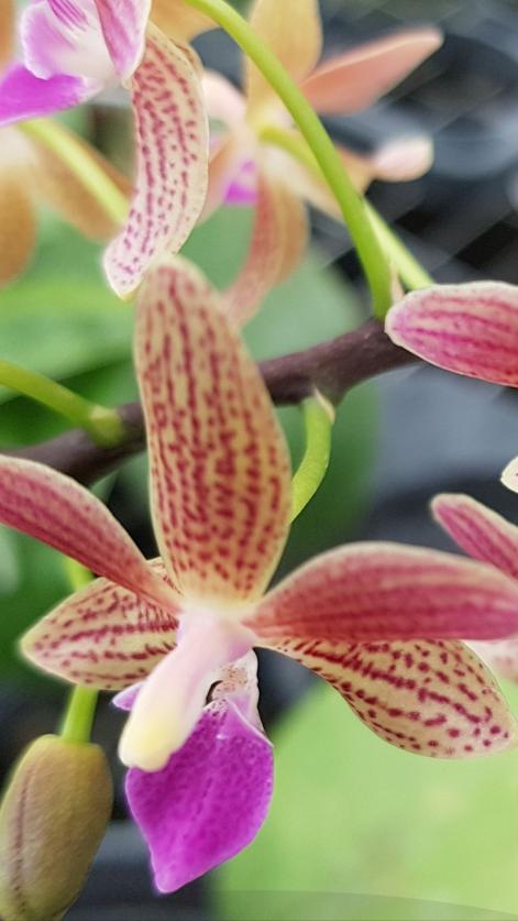 Les ORCHIDEES D' ANNE.L