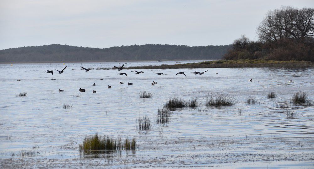 Oies bernaches en vol - février 2024...
