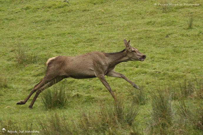 Instant défoulement d'une Biche elaphe