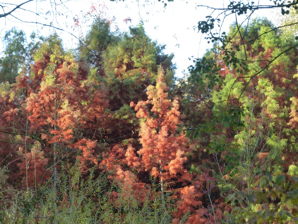 Le parc avant l'hiver