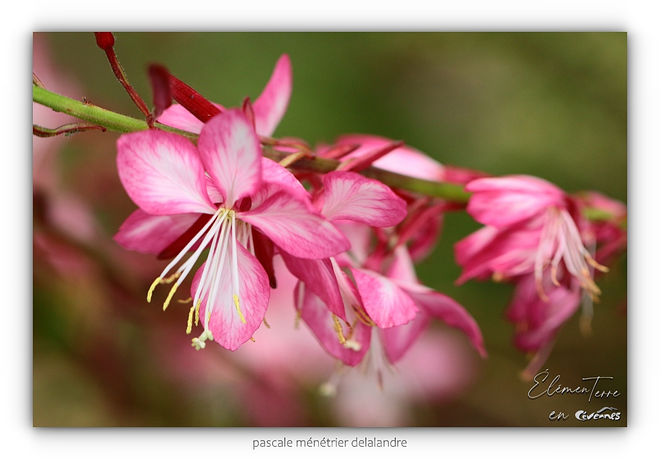 Gaura rosy jane