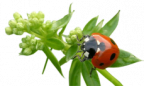 coccinelle...