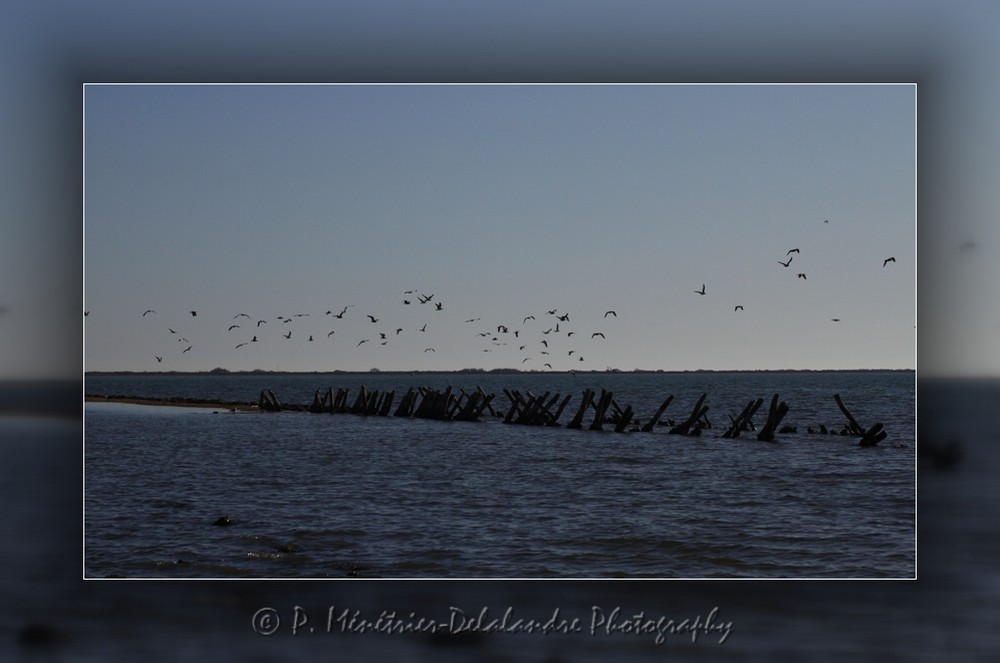 La vie sur la réserve naturelle des Salines (Hérault)