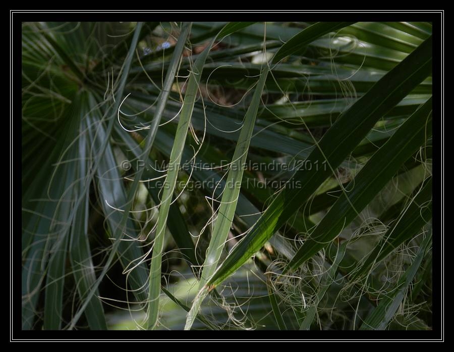 Feuilles de palmiers...