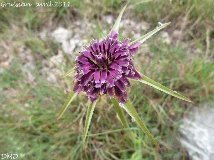 Tragopogon porrifolius  -  salsifis de Provence