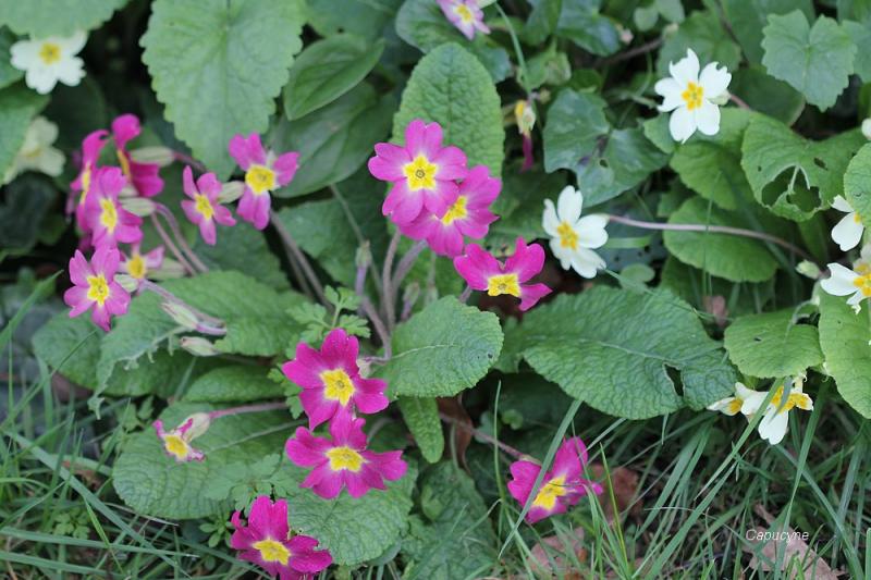 Le printemps au jardin, c'est parti ! 