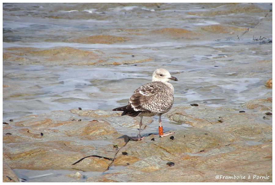 Oiseaux de bord de mer 