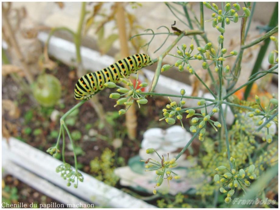Chenille du Machaon 