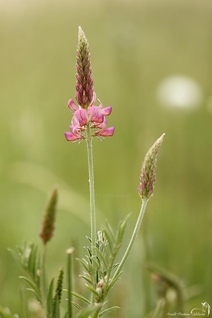 Sainfoin