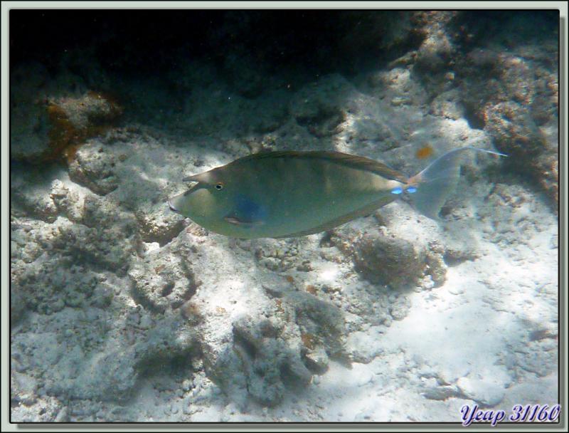 Snorkeling dans le lagon de la pension Raira Lagon : Poisson-licorne ou Nason à éperons bleus (Naso unicornis) - Rangiroa - Polynésie française