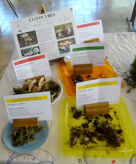 L'exposition de champignons présentée à la fin du Congrès National de Mycologie 2014 à Châtillon sur Seine