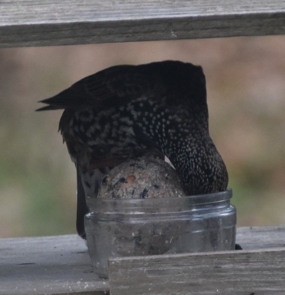 Oiseaux du jardin - décembre 2023 (1/2)....