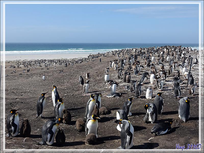 Manchotière de Manchots royaux, King penguin (Aptenodytes patagonicus) - The Neck (Le Cou) - Saunders Island - Falkland (Malvinas, Malouines) - Grande-Bretagne