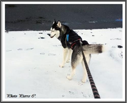 Huskys des neiges II (8 février 2019)