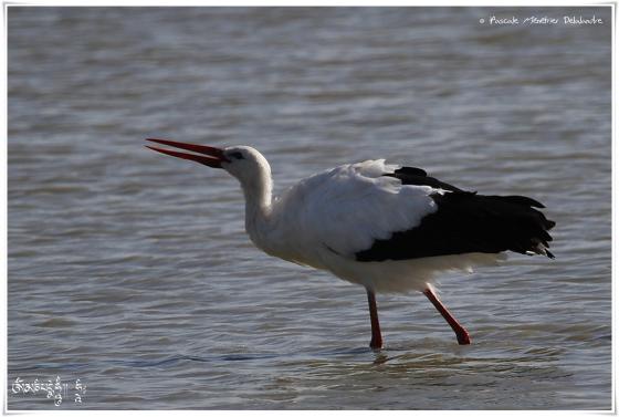 Cigogne blanche 